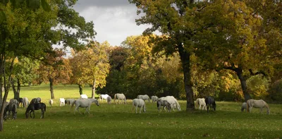 Karst Food and Wine: Prsut, Teran, and Where to Find Them